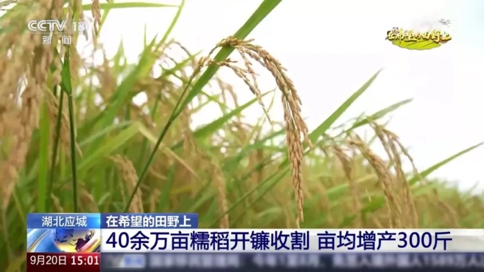 央视聚焦！Z6官网这台“收稻神器”刷屏湖北旷野